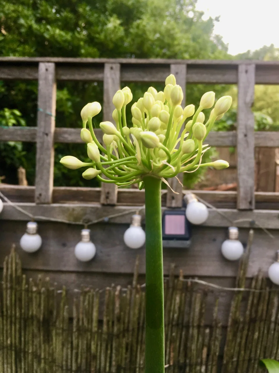 agapanthus progress