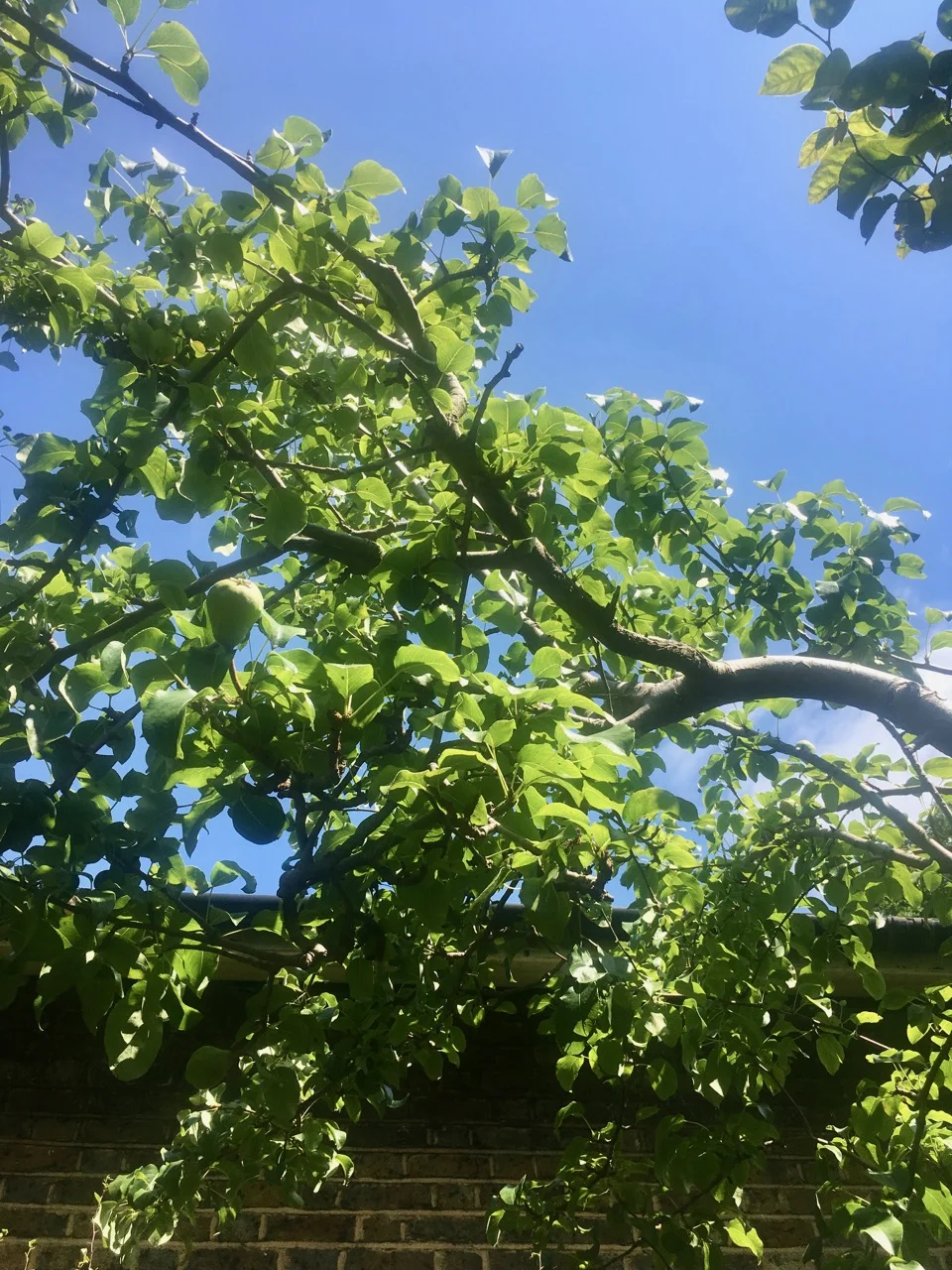 sizing up the pear tree