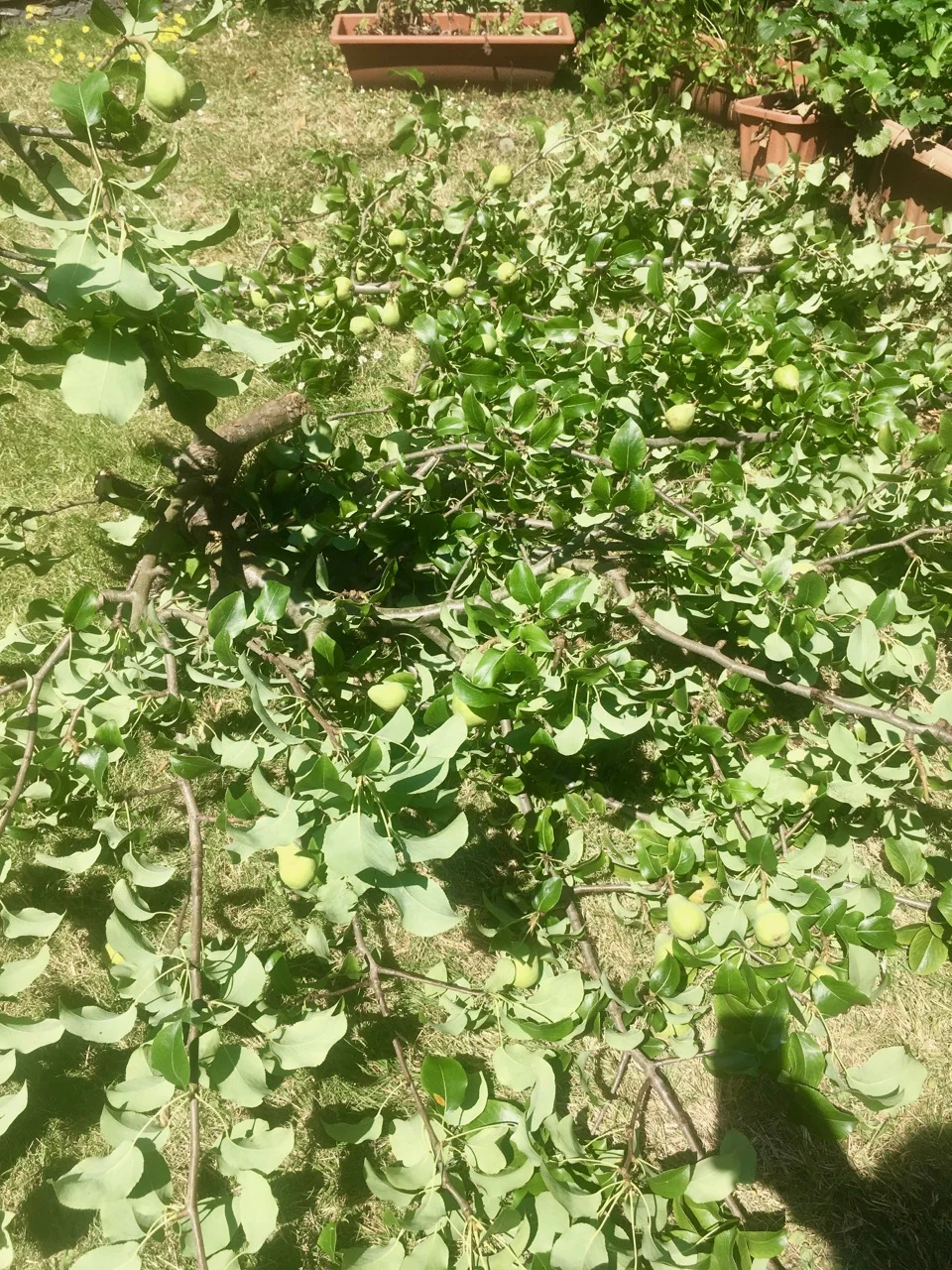 before making the cut