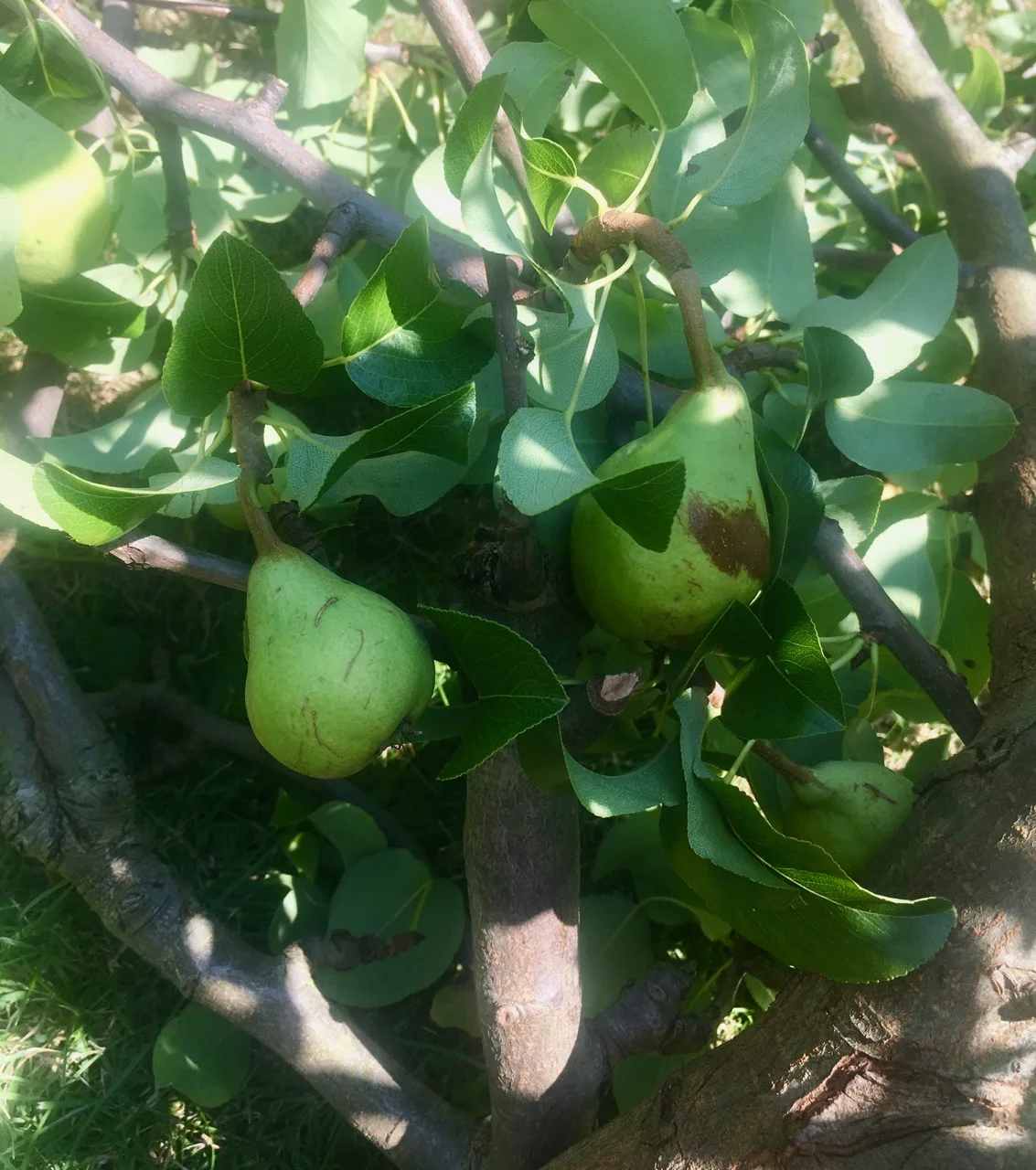 we lost quite a lot of pears
