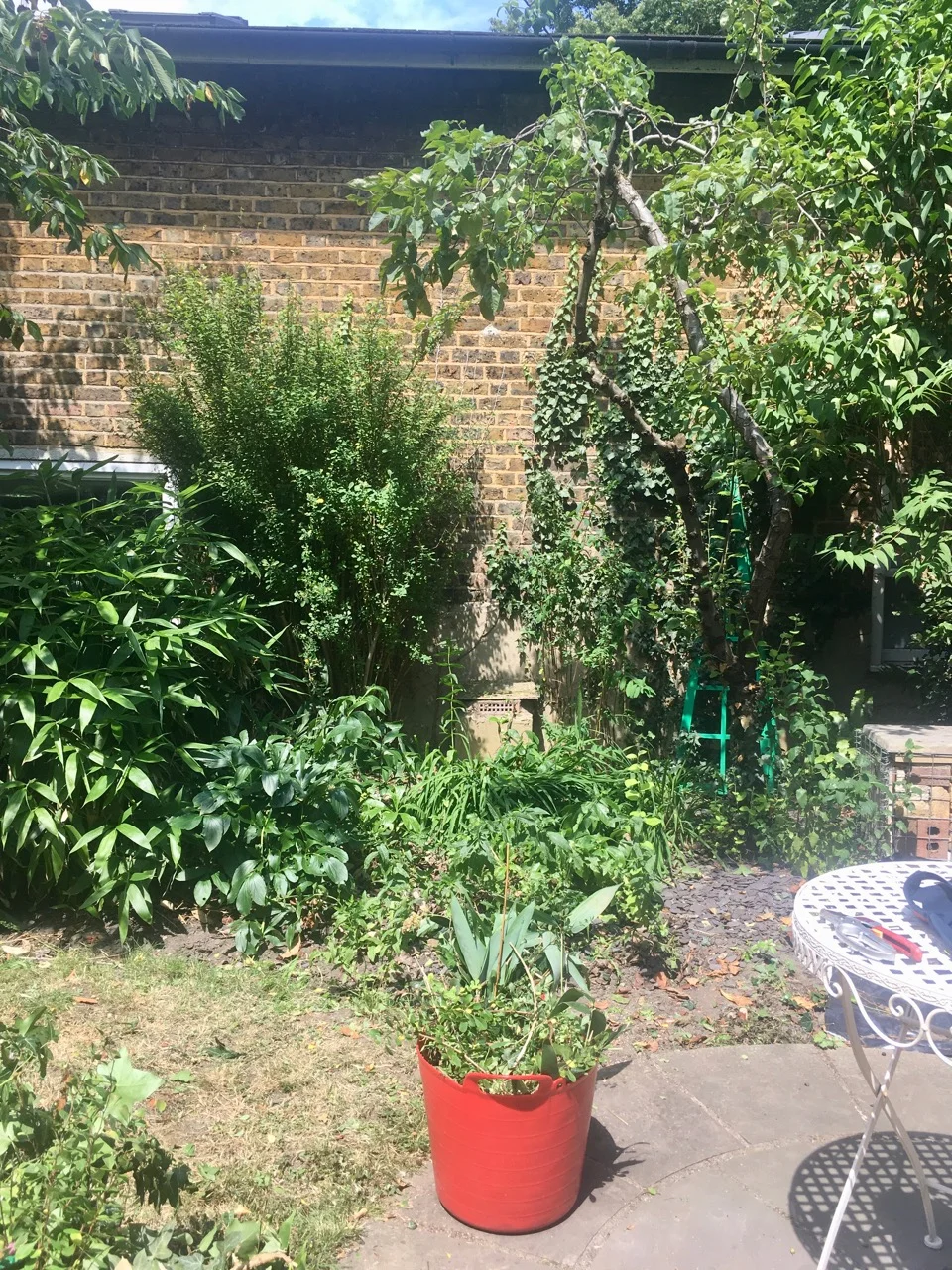 lots of pear trimmings to dispose of