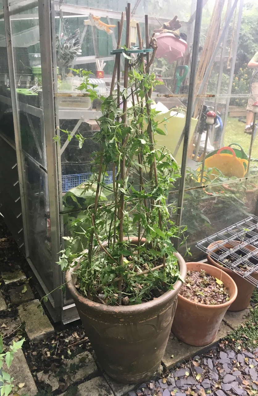 training a pot of jasmine