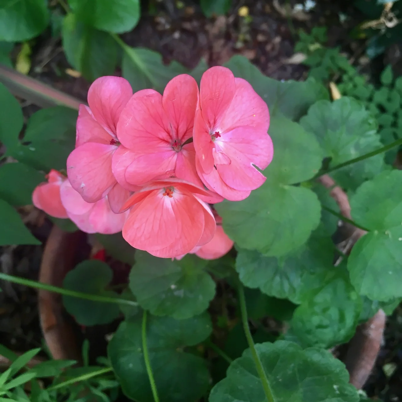geraniums pretty in pink