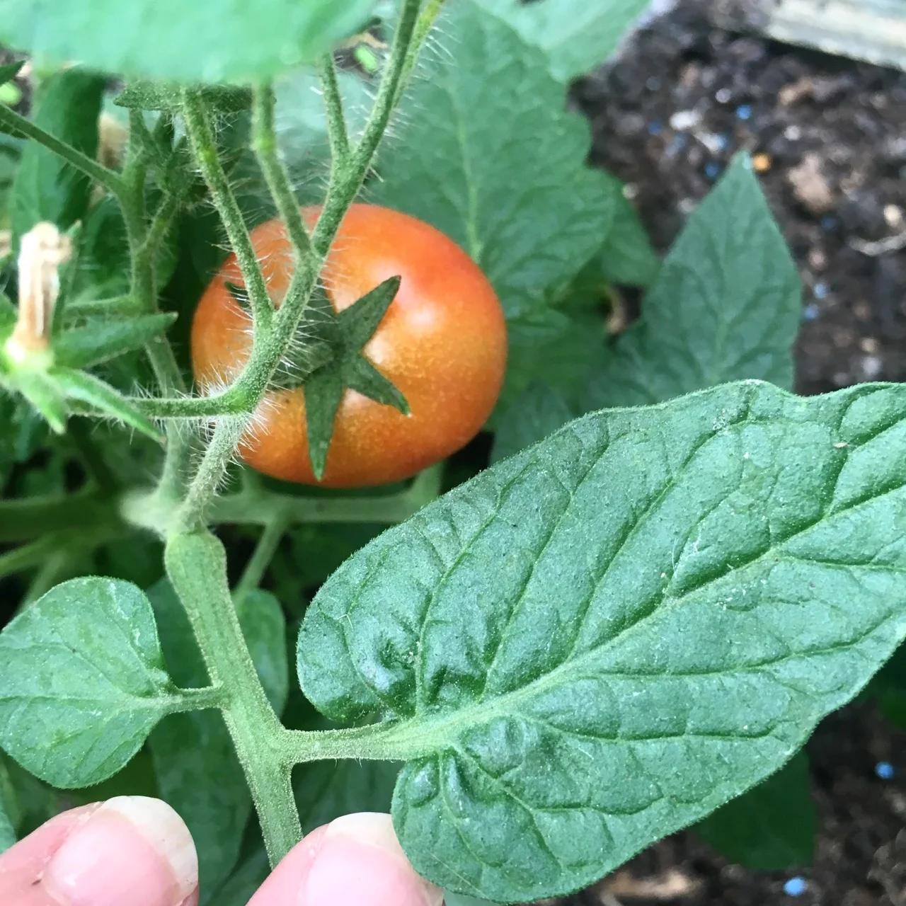 our first tomato of the year