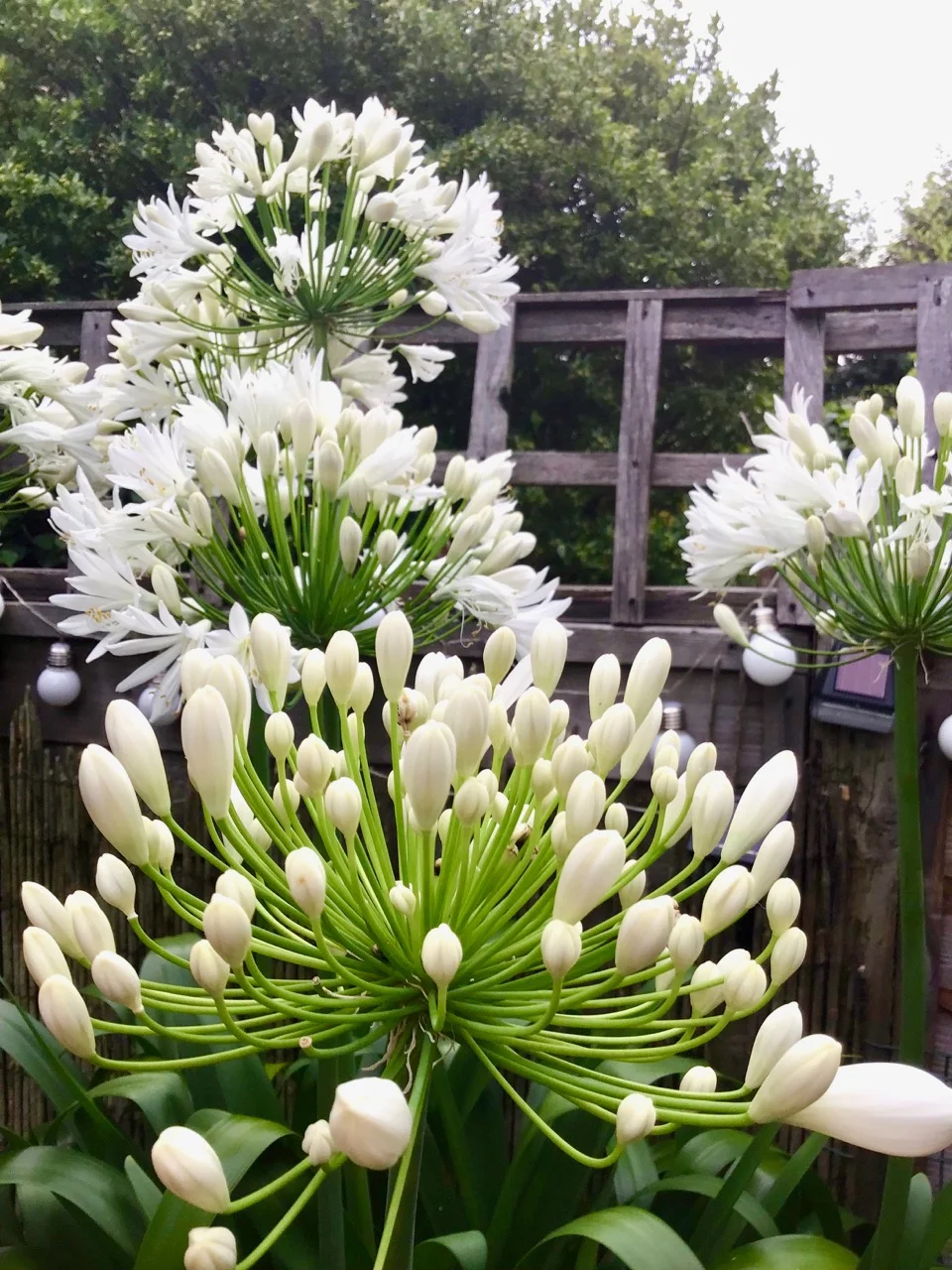 agapanthus in bloom