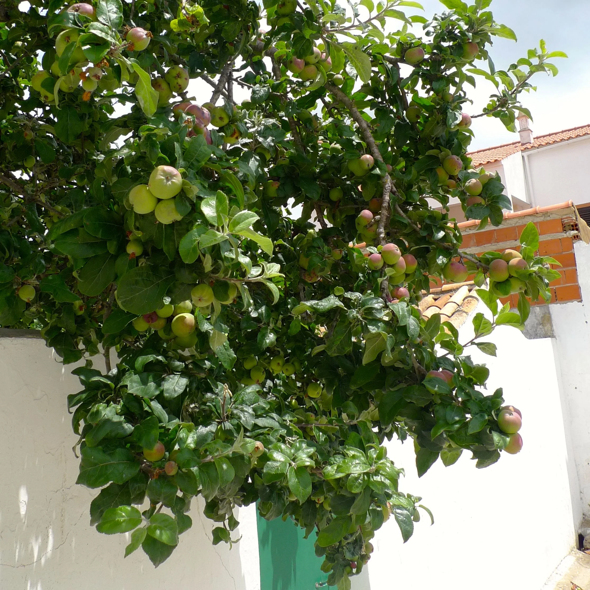 Fruit trees in the Alentejo