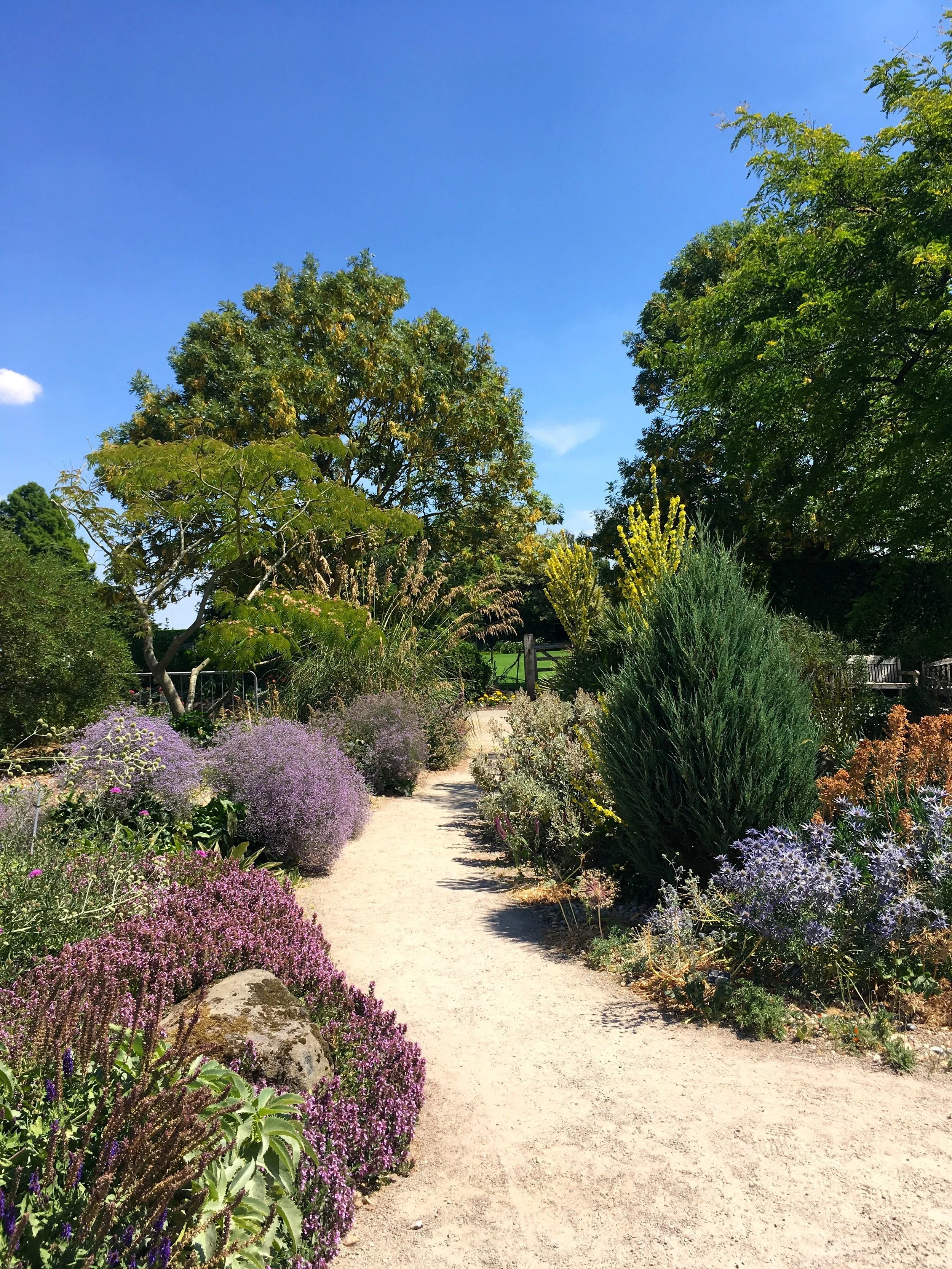 a path through the dry garden