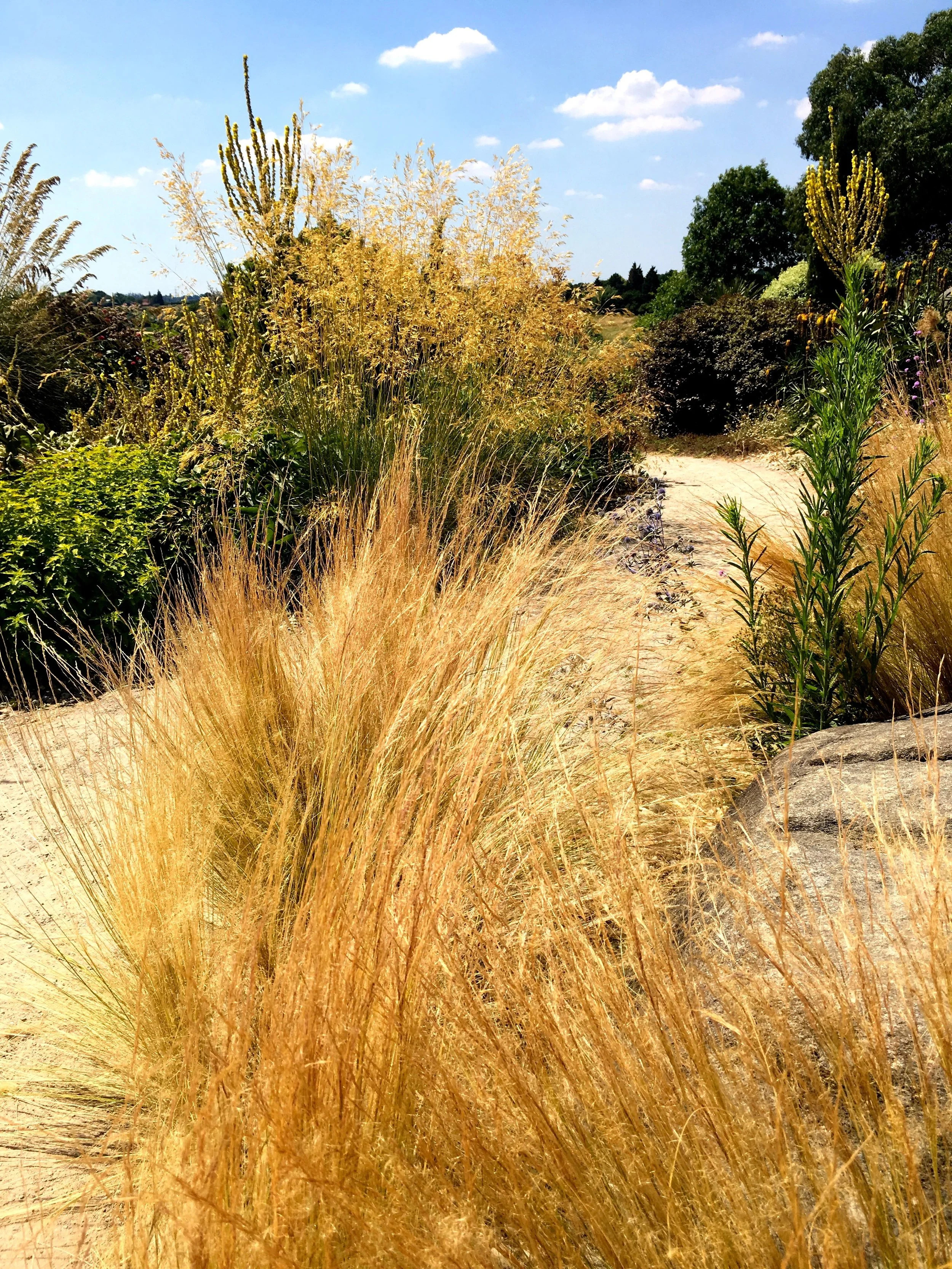 dry grasses at hyde hall