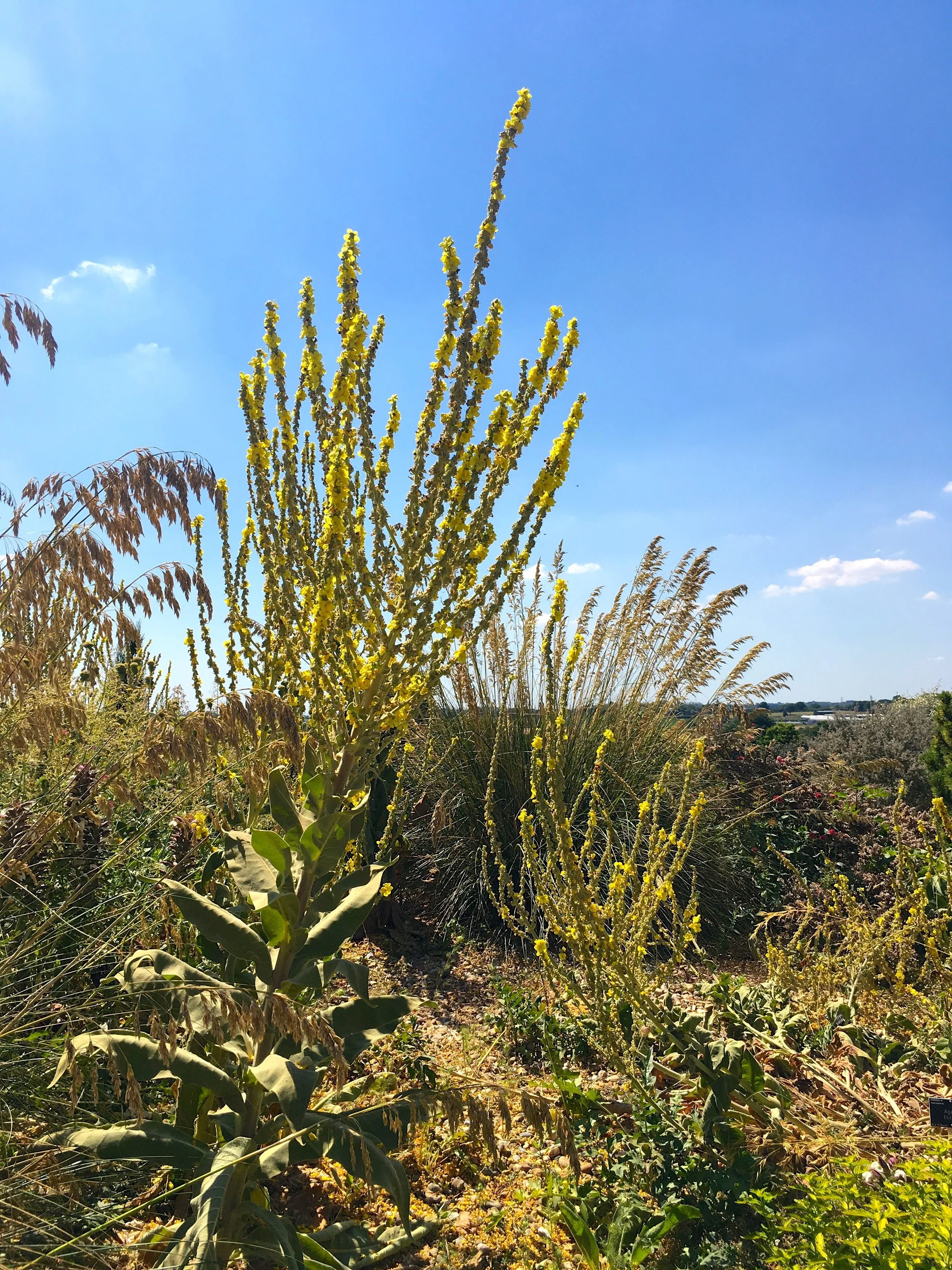 structural plants in the dry garden at hyde hall