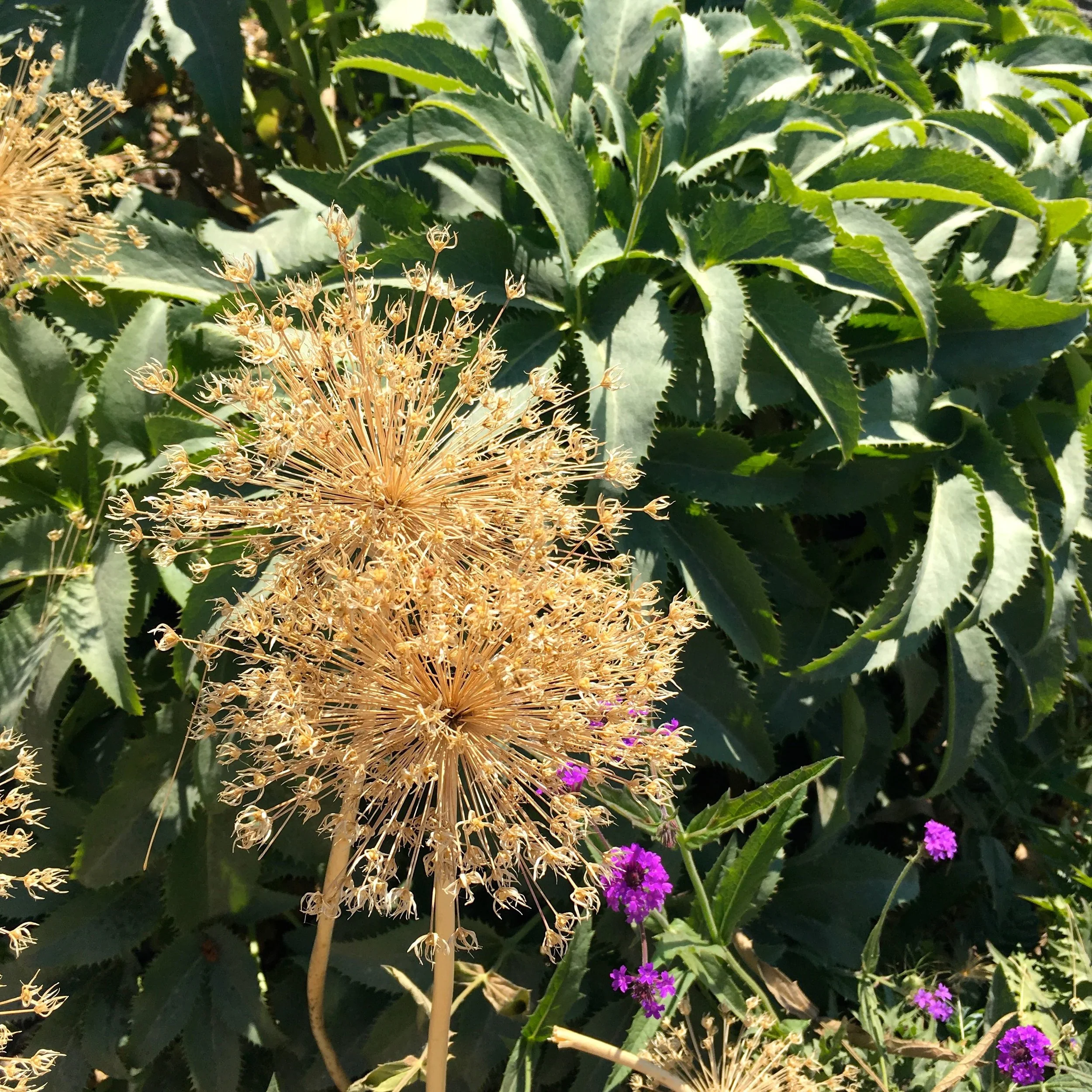 allium flower heads