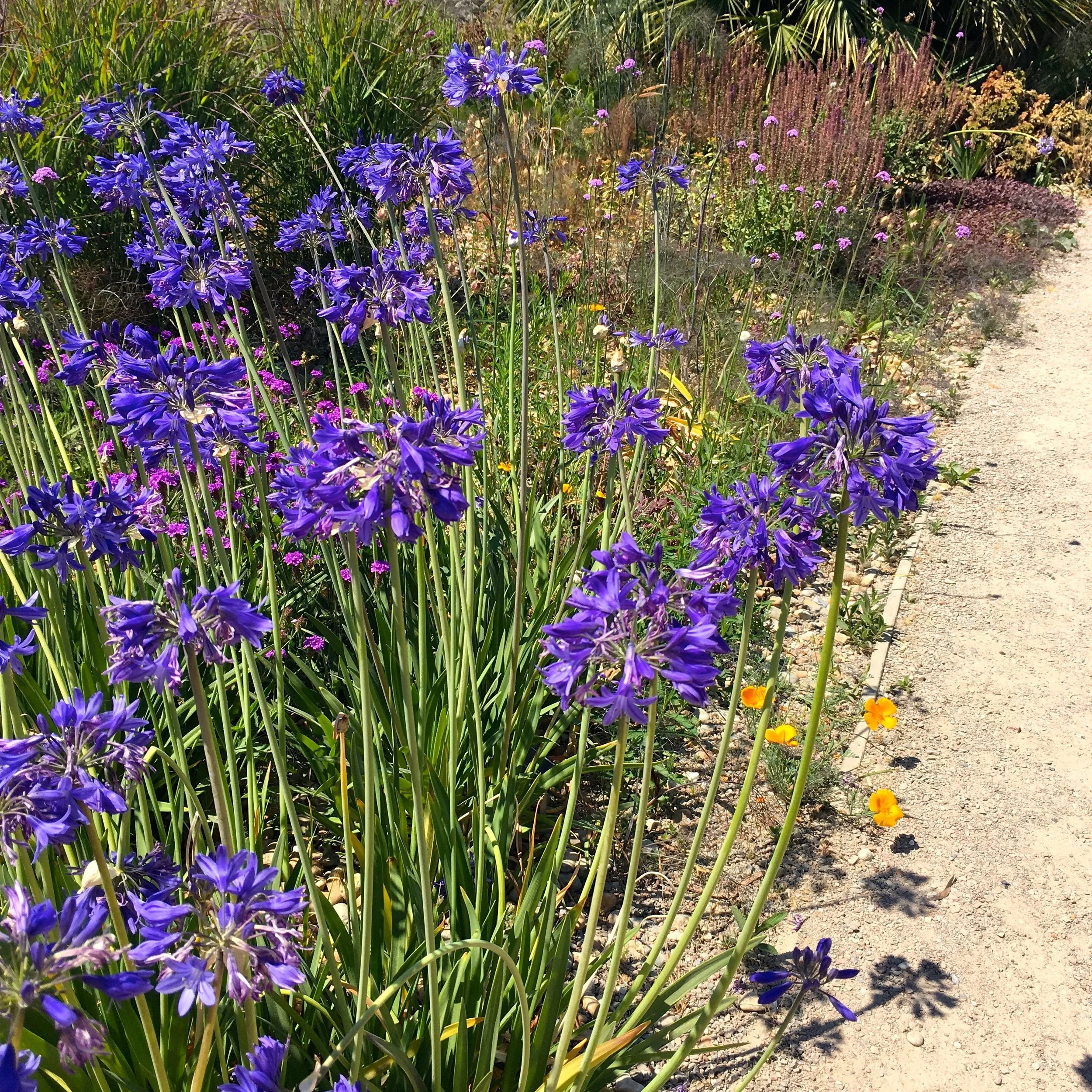 lining the pathway with agapanthus