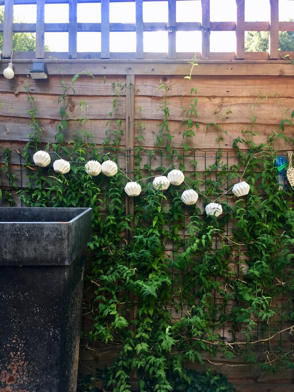 tidy climbing plants and fairy lights