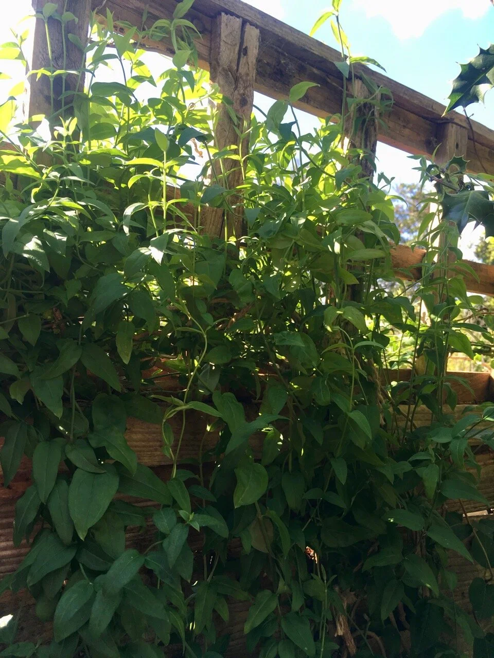 rescued plants thriving