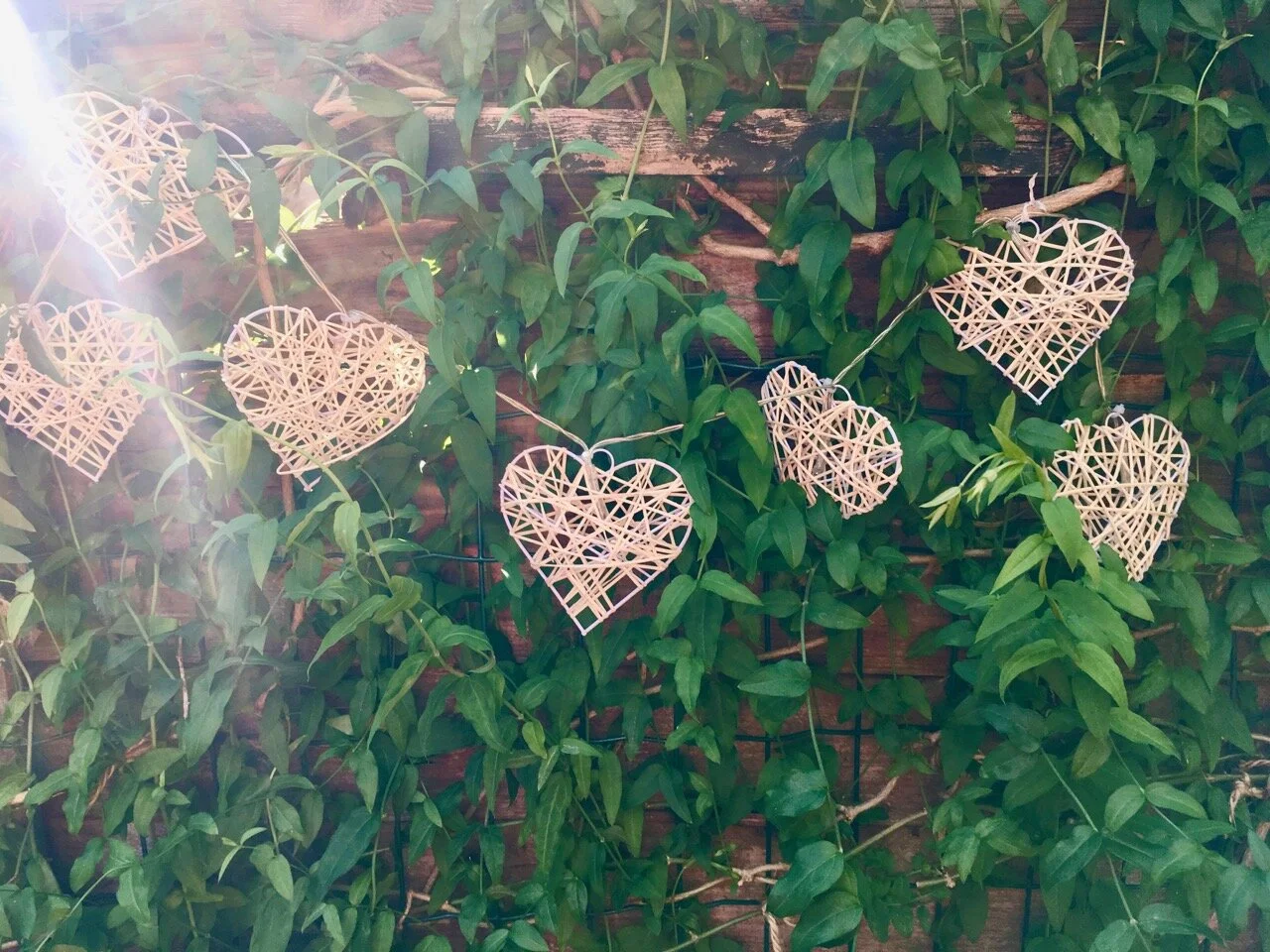 sunlight streaming through the fence