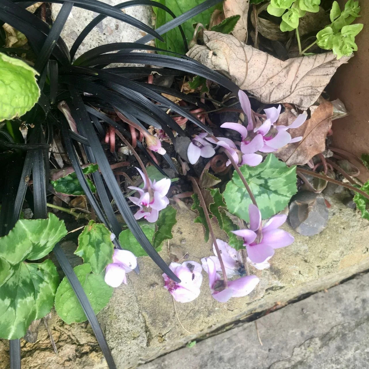 delicate cyclamen crispy leaves and black grass