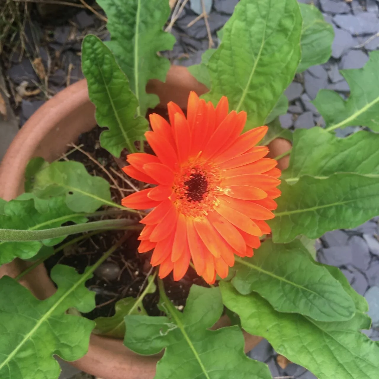 gerberas adding colour