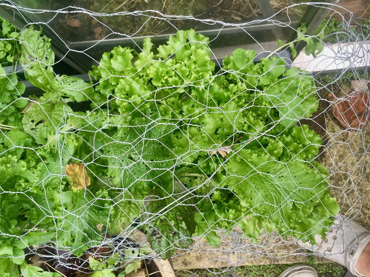 still harvesting lettuce