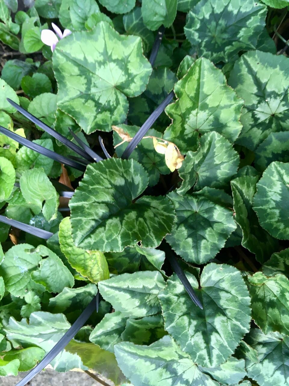 cyclamen overload