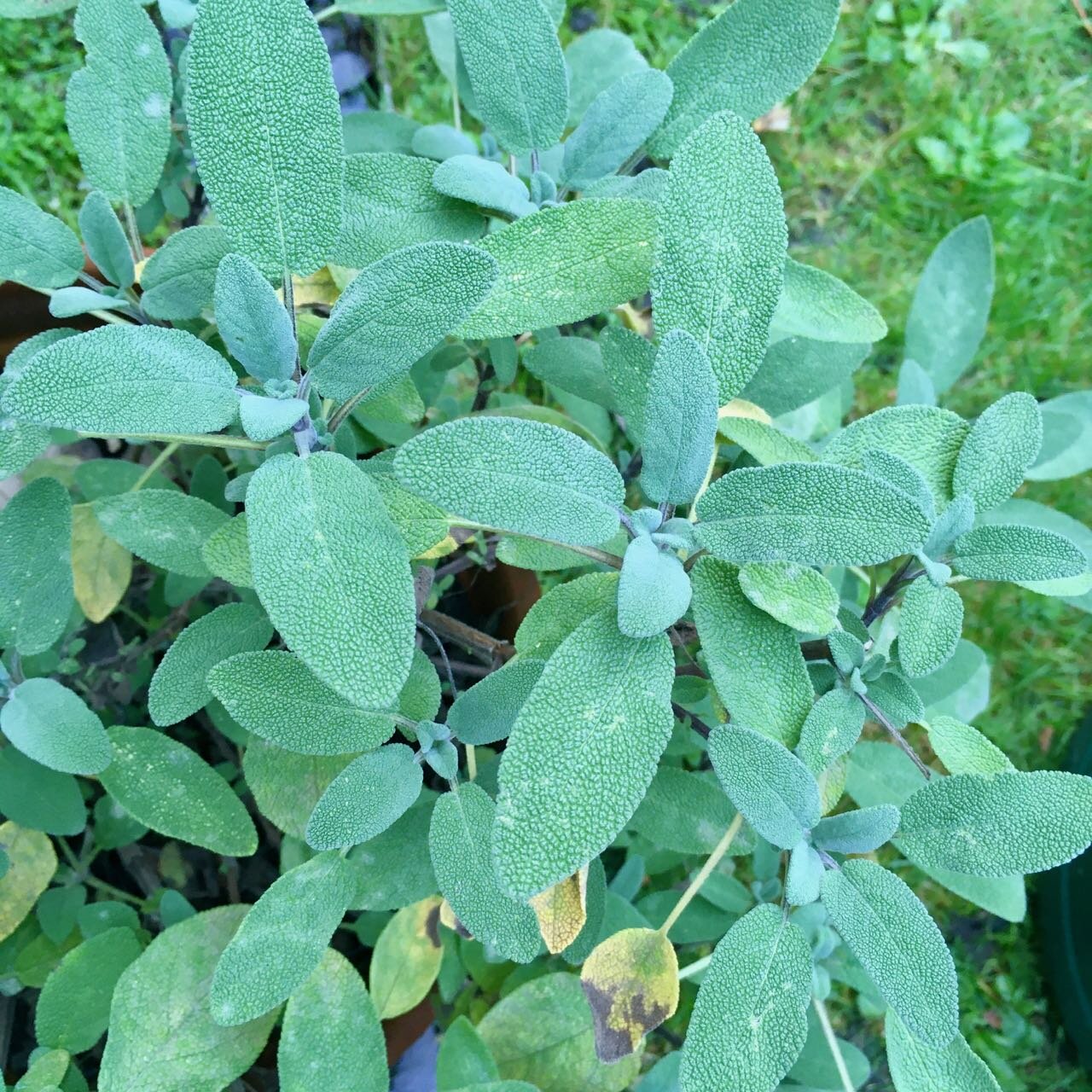 My sage is thriving