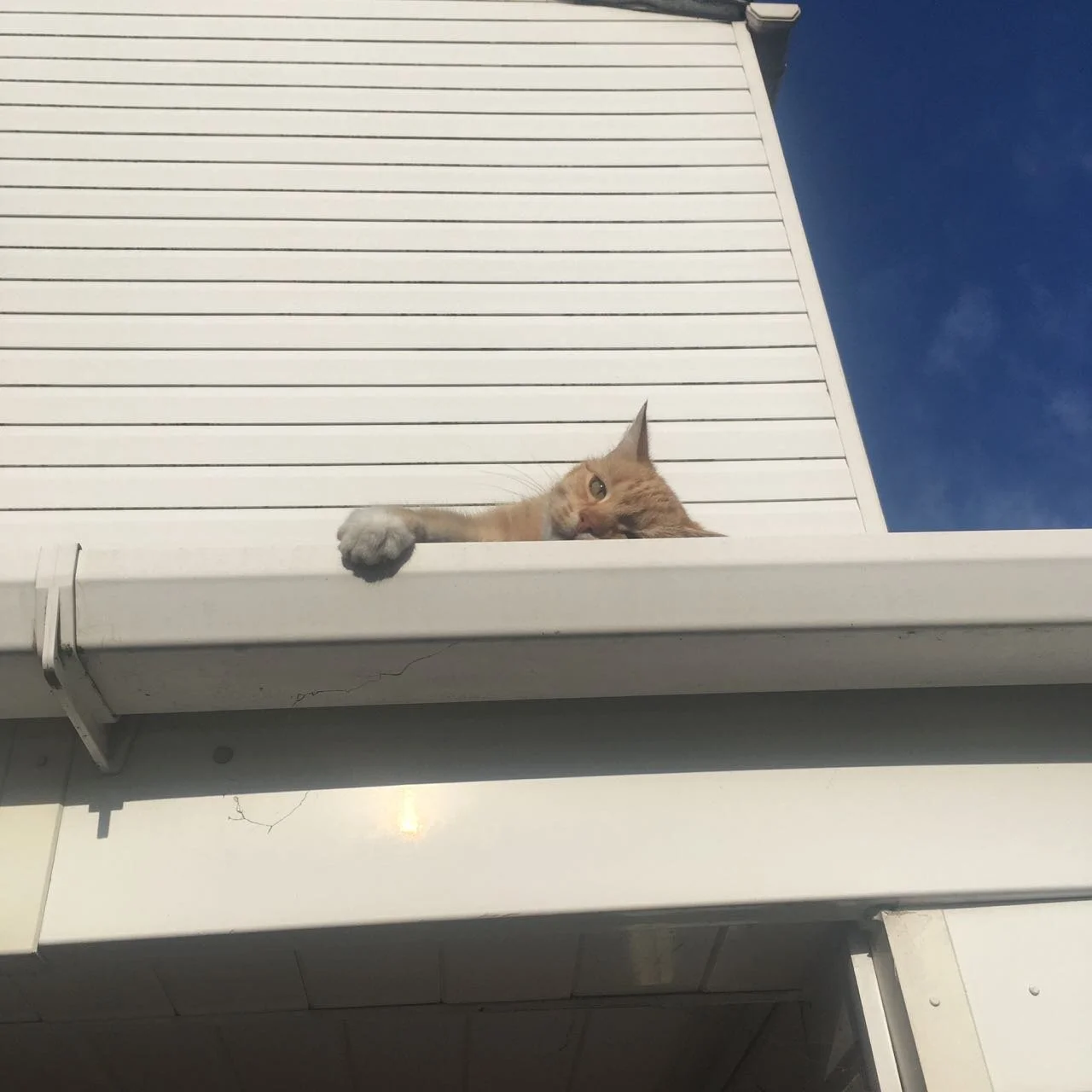 cat-batheing in the sun