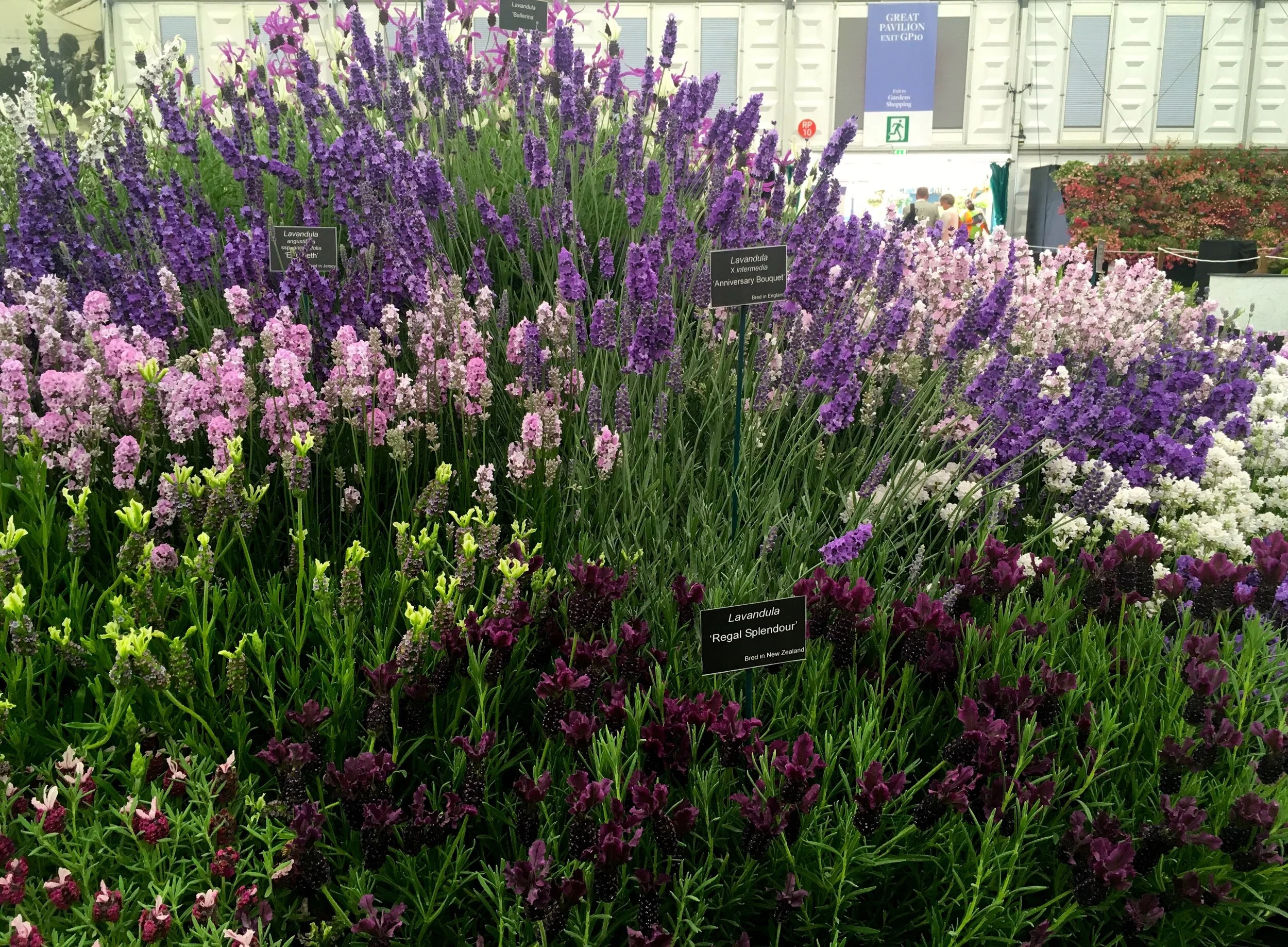 lavender isn't always purple