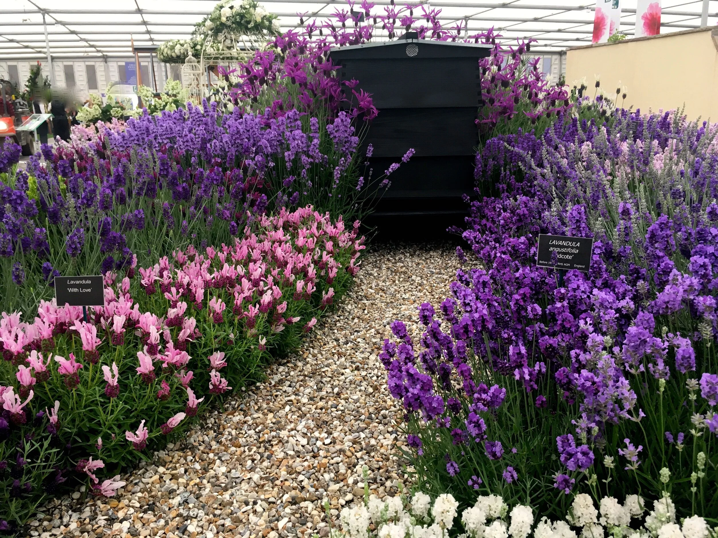 where there's lavender there's often bees