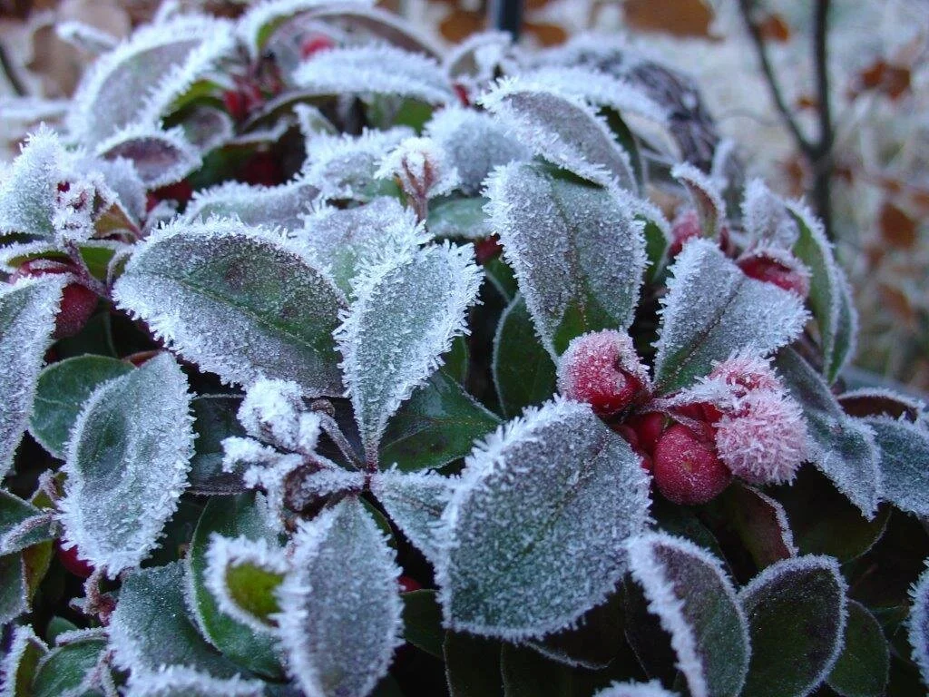 winter-270037.jpg