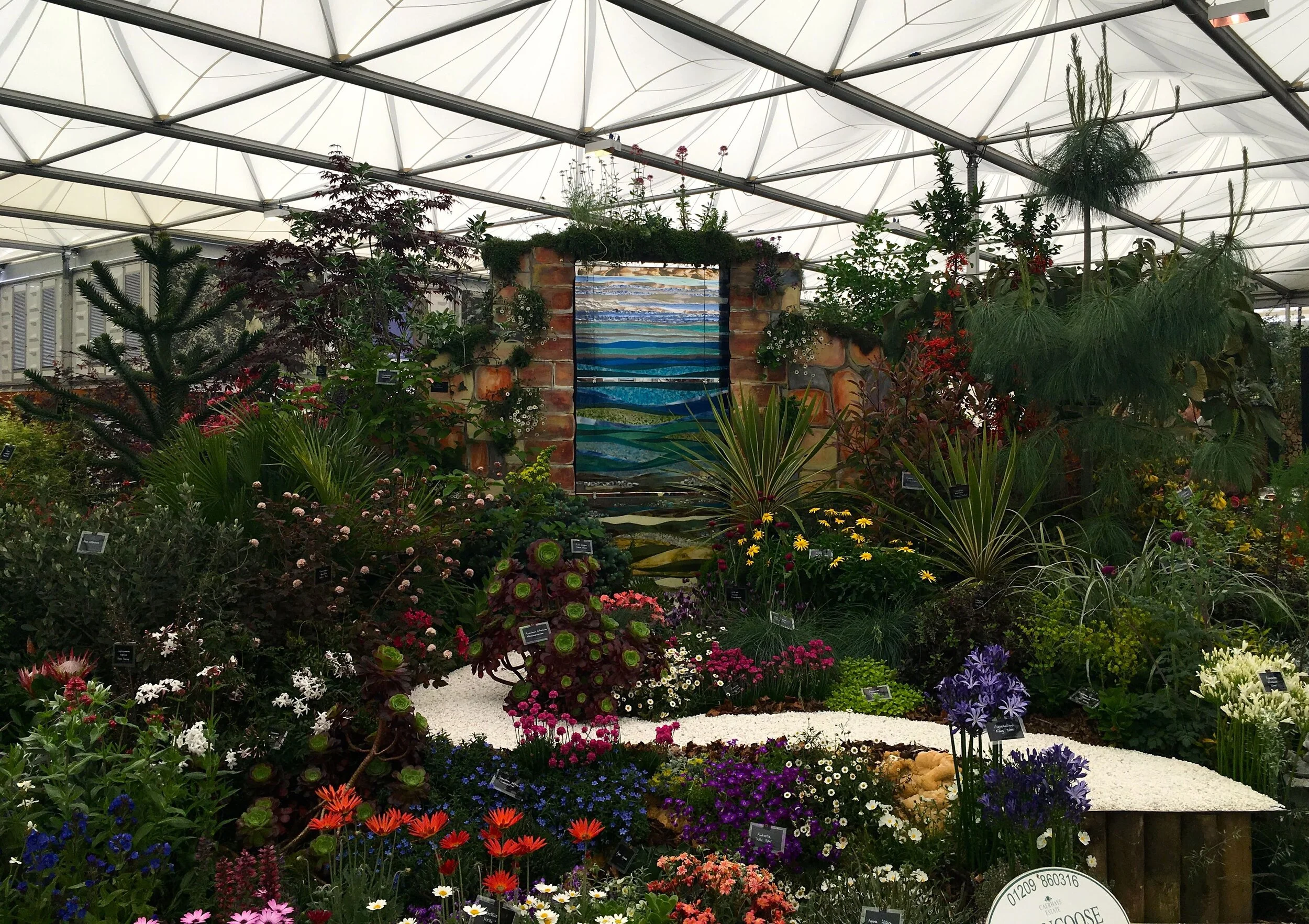 burncoose nurseries at the chelsea flower show in 2018