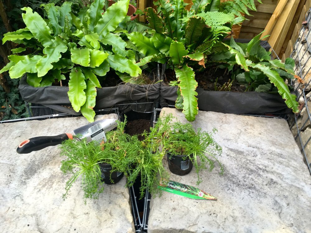 5 Getting+ready+to+plant+camomile+in+my+gabion+basket+gaps.jpeg