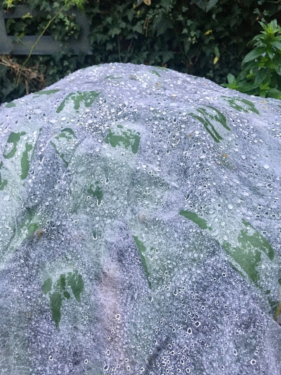 agapanthus under cover
