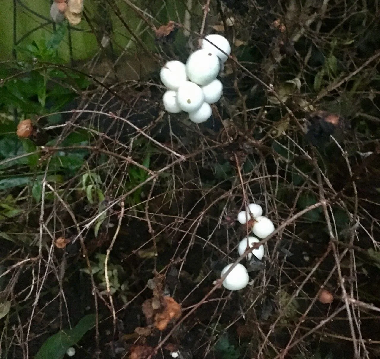 white berries on a bare plant