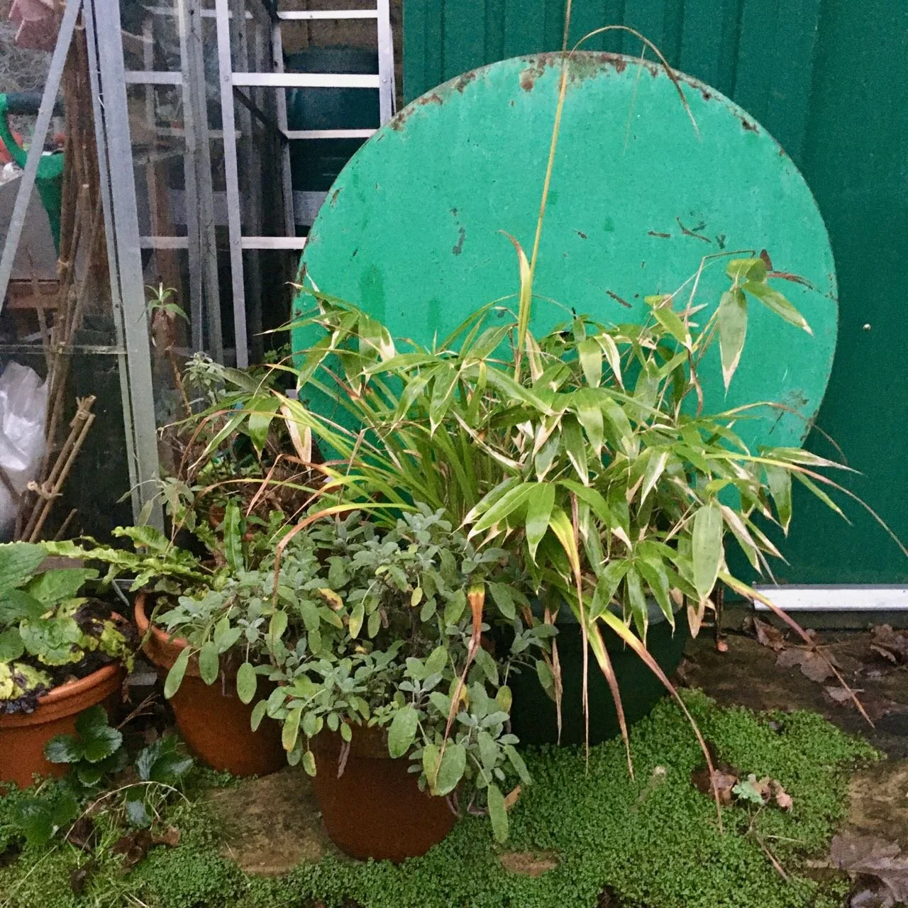 pots outside the shed