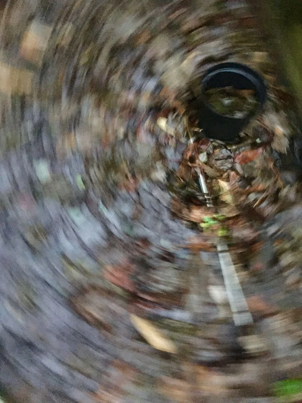 leaves in a whirl