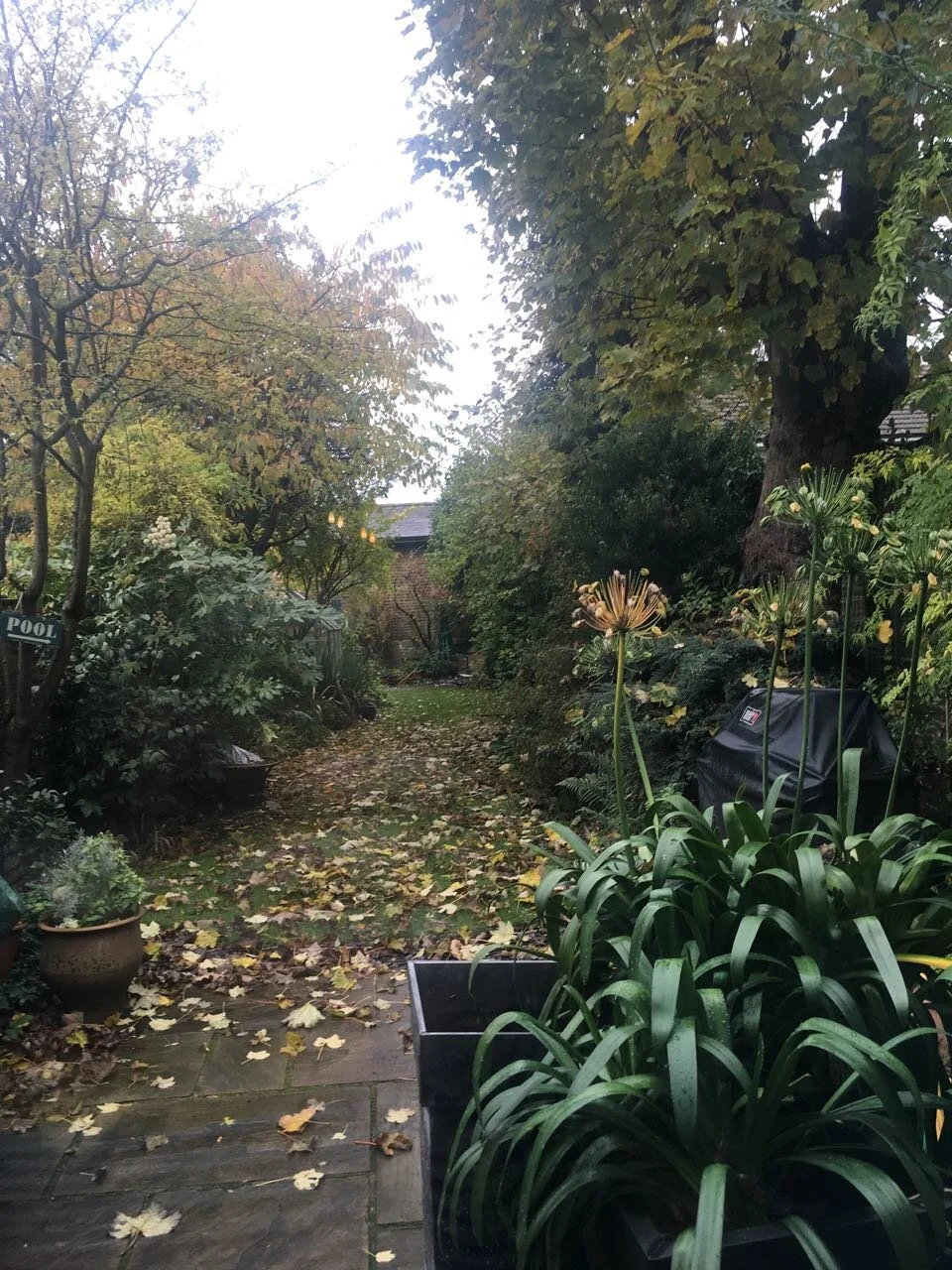 looking up the garden