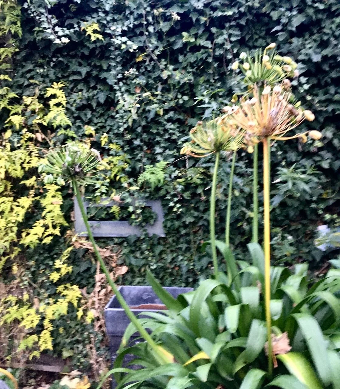 agapanthus flower heads