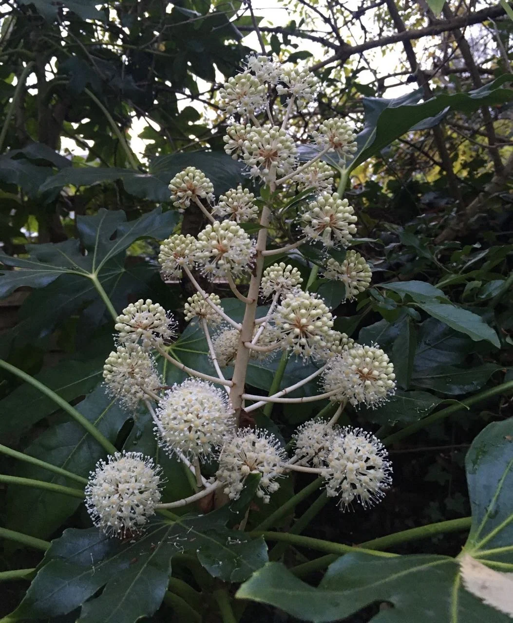 fatsia flowers