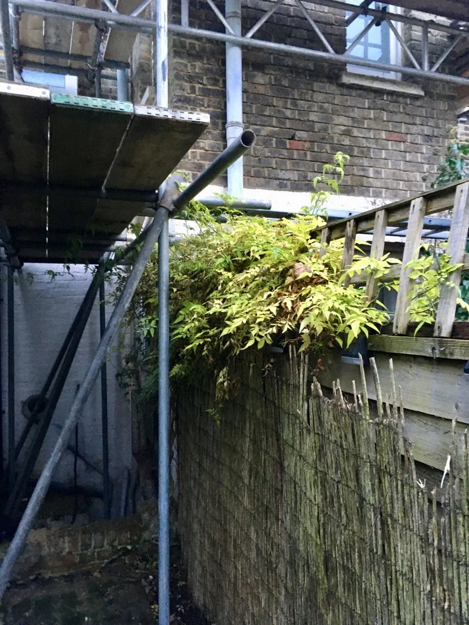 jasmine and next door's scaffolding