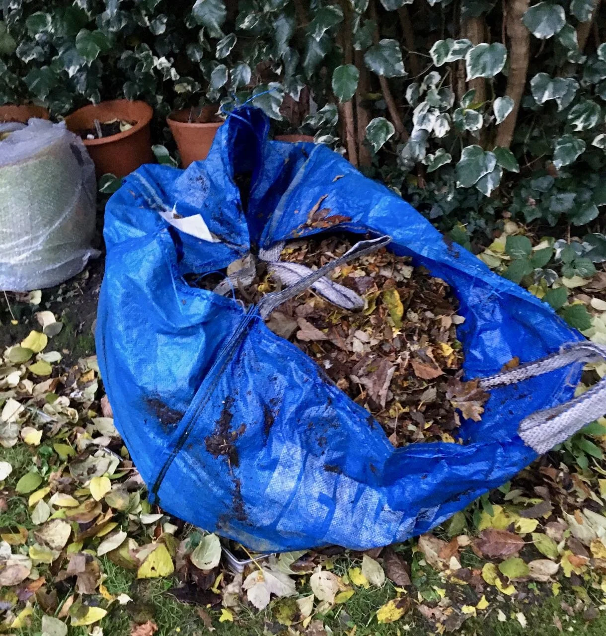 leaves collected