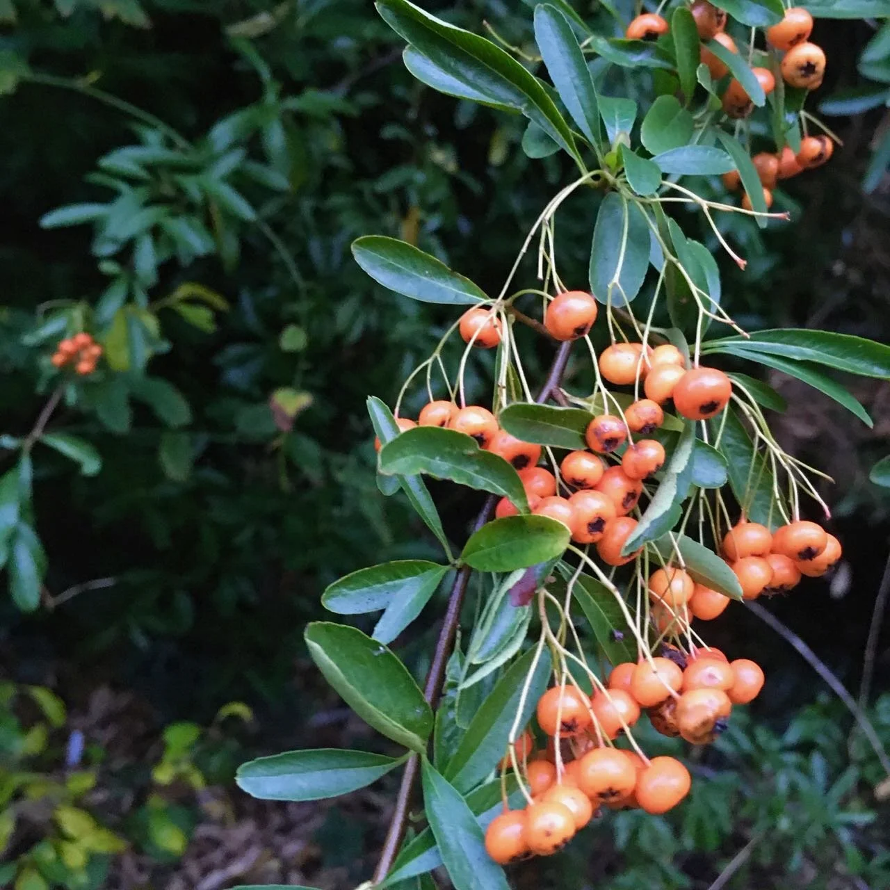 pyracantha berries