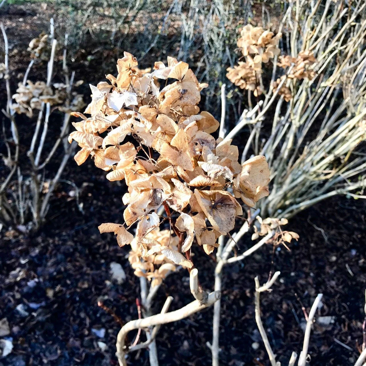 faded hydrangeas on a crisp winter's day