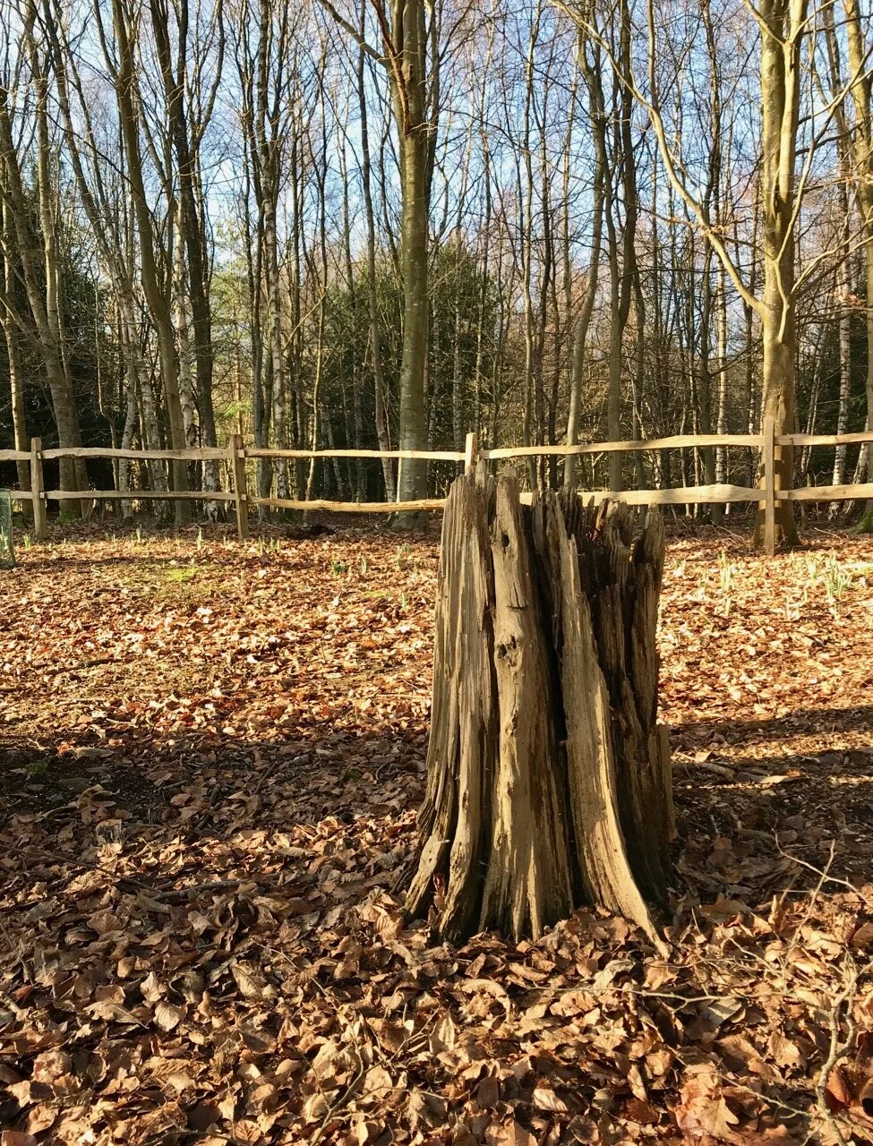 tree trunks at Emmetts garden