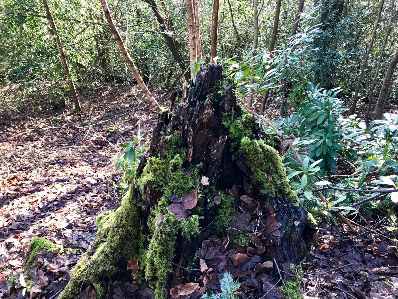 MOSS COVERED TREE STUMPS