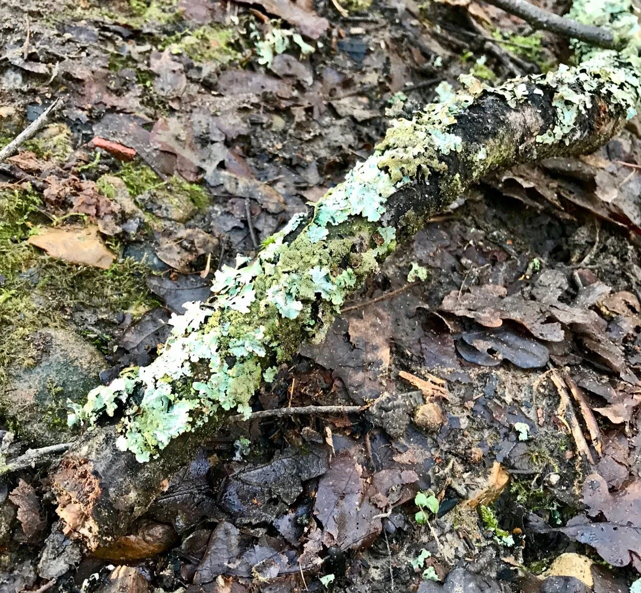 LICHEN LOVE