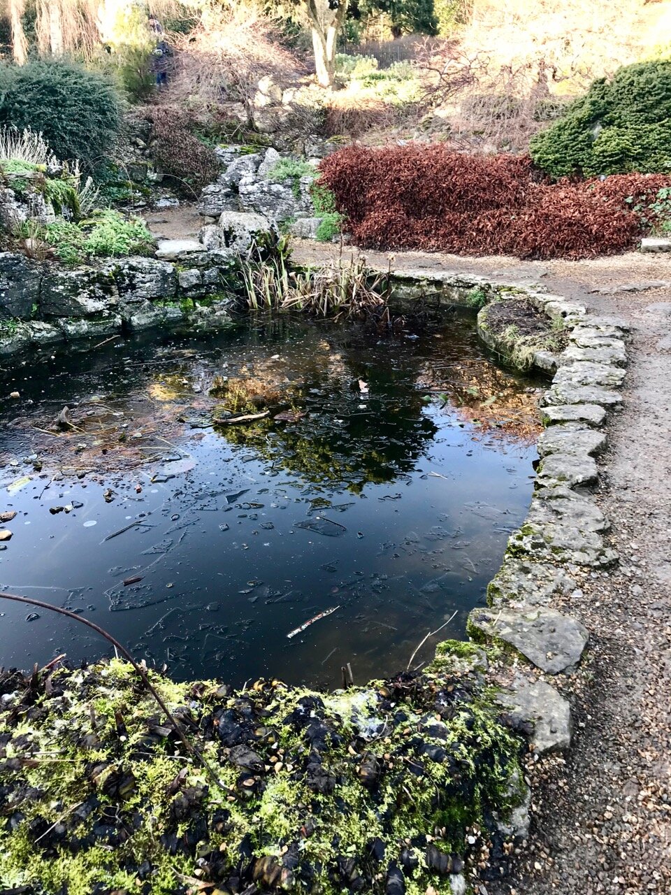 REFLECTIONS IN THE ROCK POOL