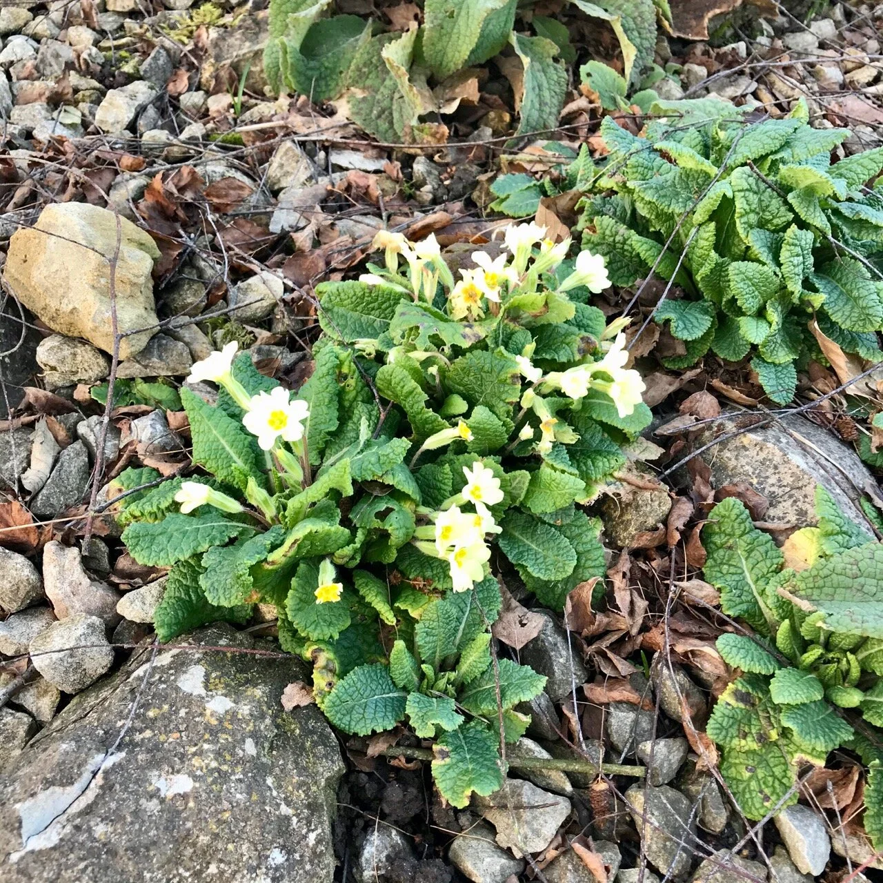 PRIMROSES AT EMMETTS.jpg