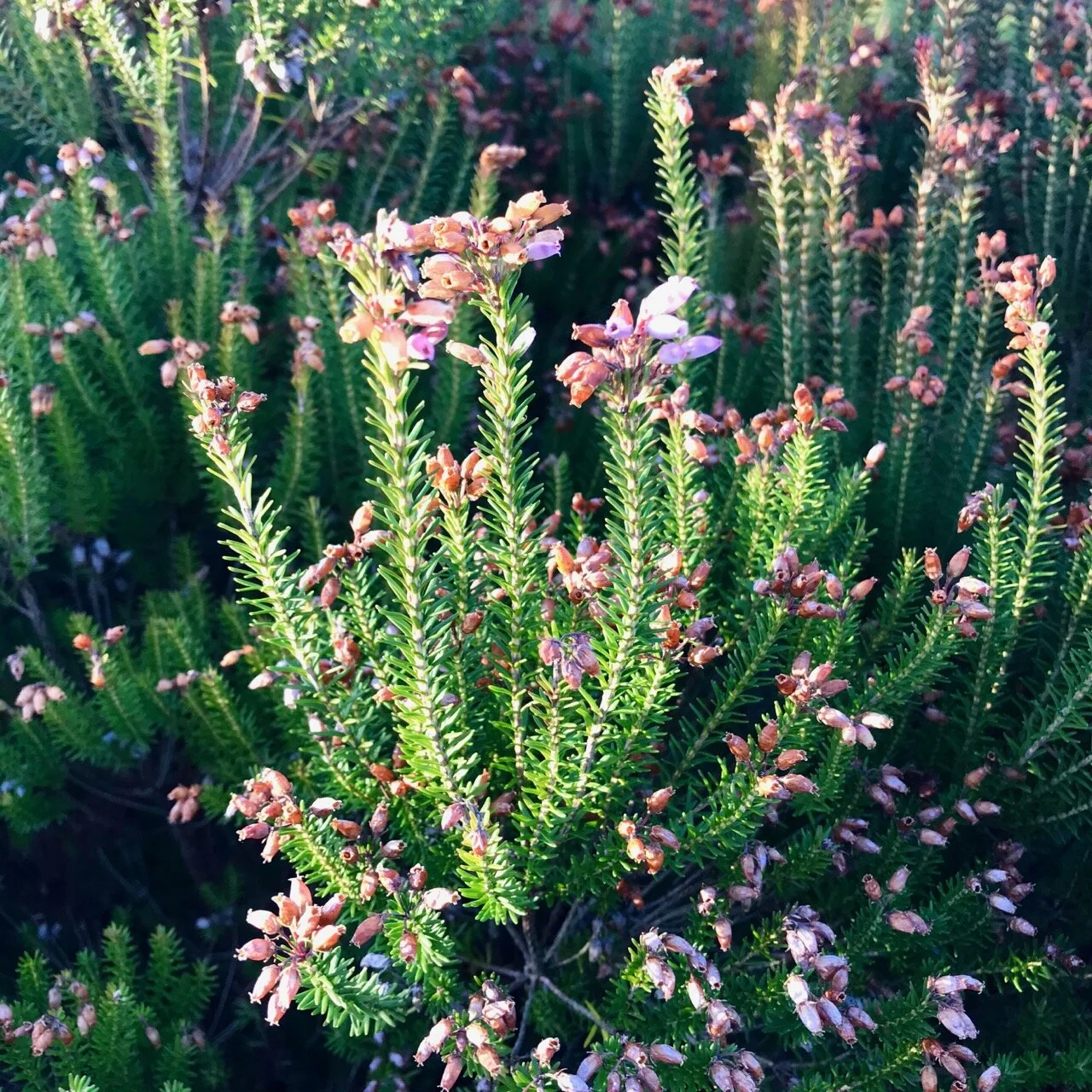 heather at emmetts garden