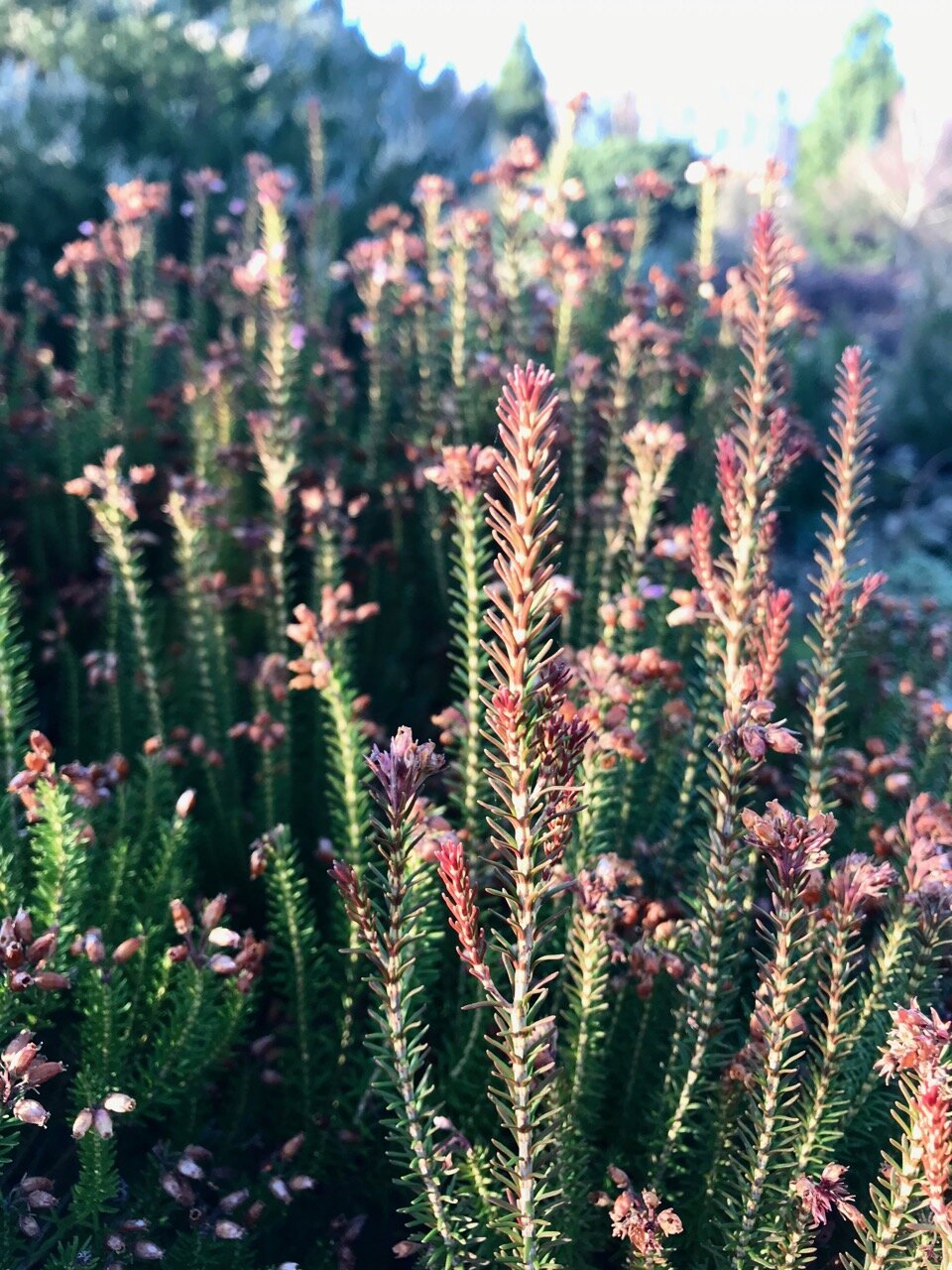 heather in flower standing tall