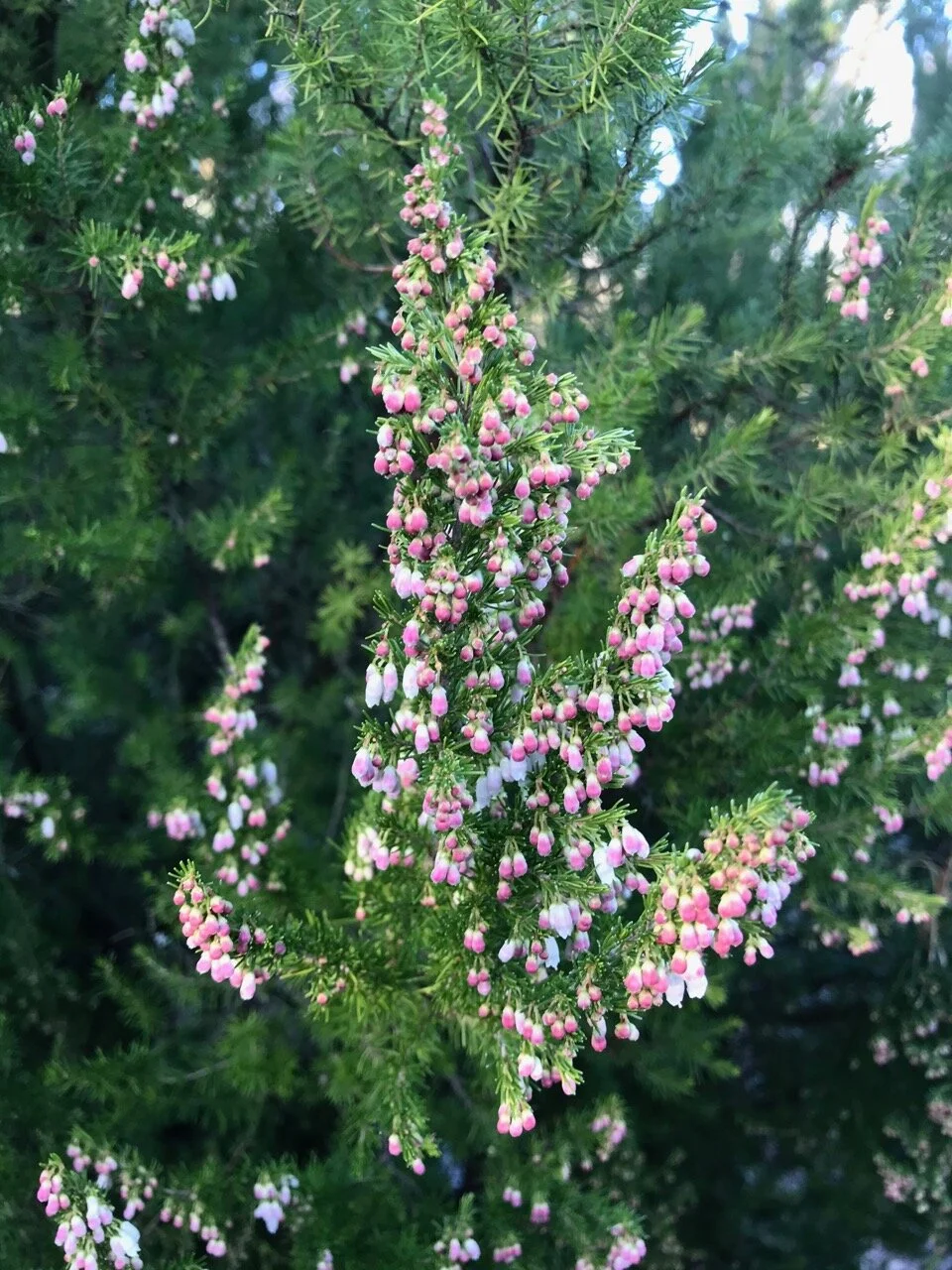 flower 'bells' on the heather plants at Emmetts garden