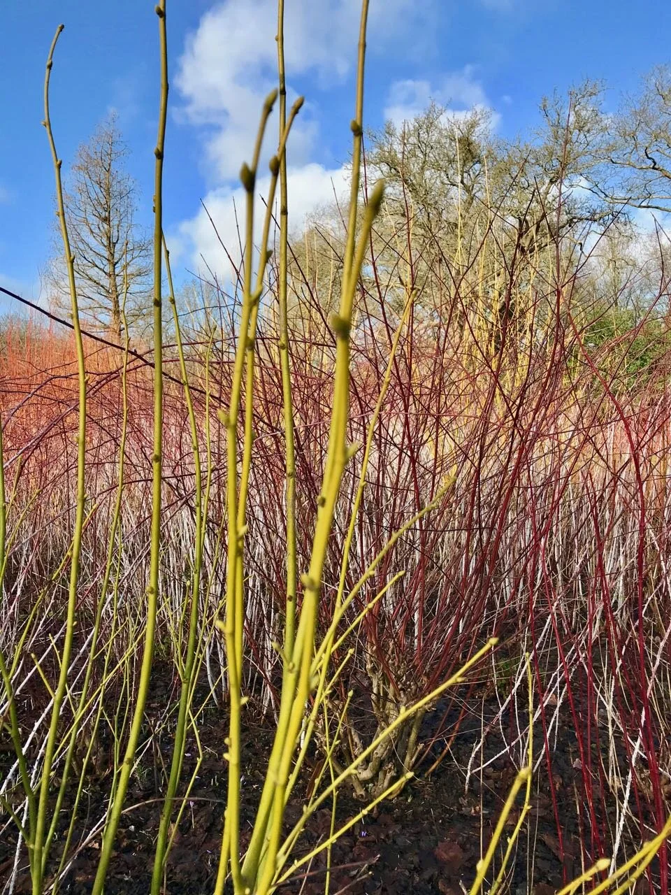 greeny-yellow dogwoods in the foreground