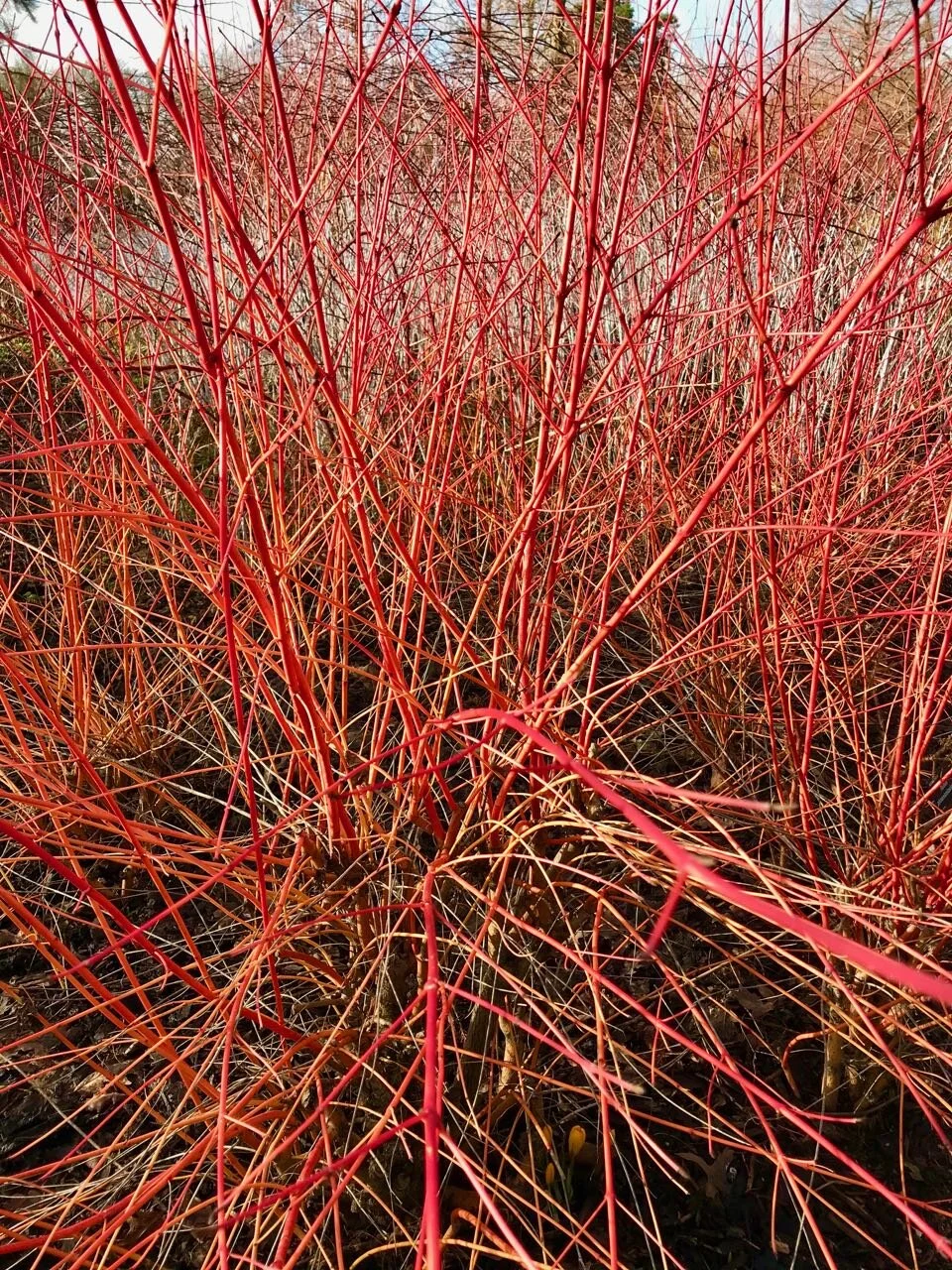 a look into the mass of red branches
